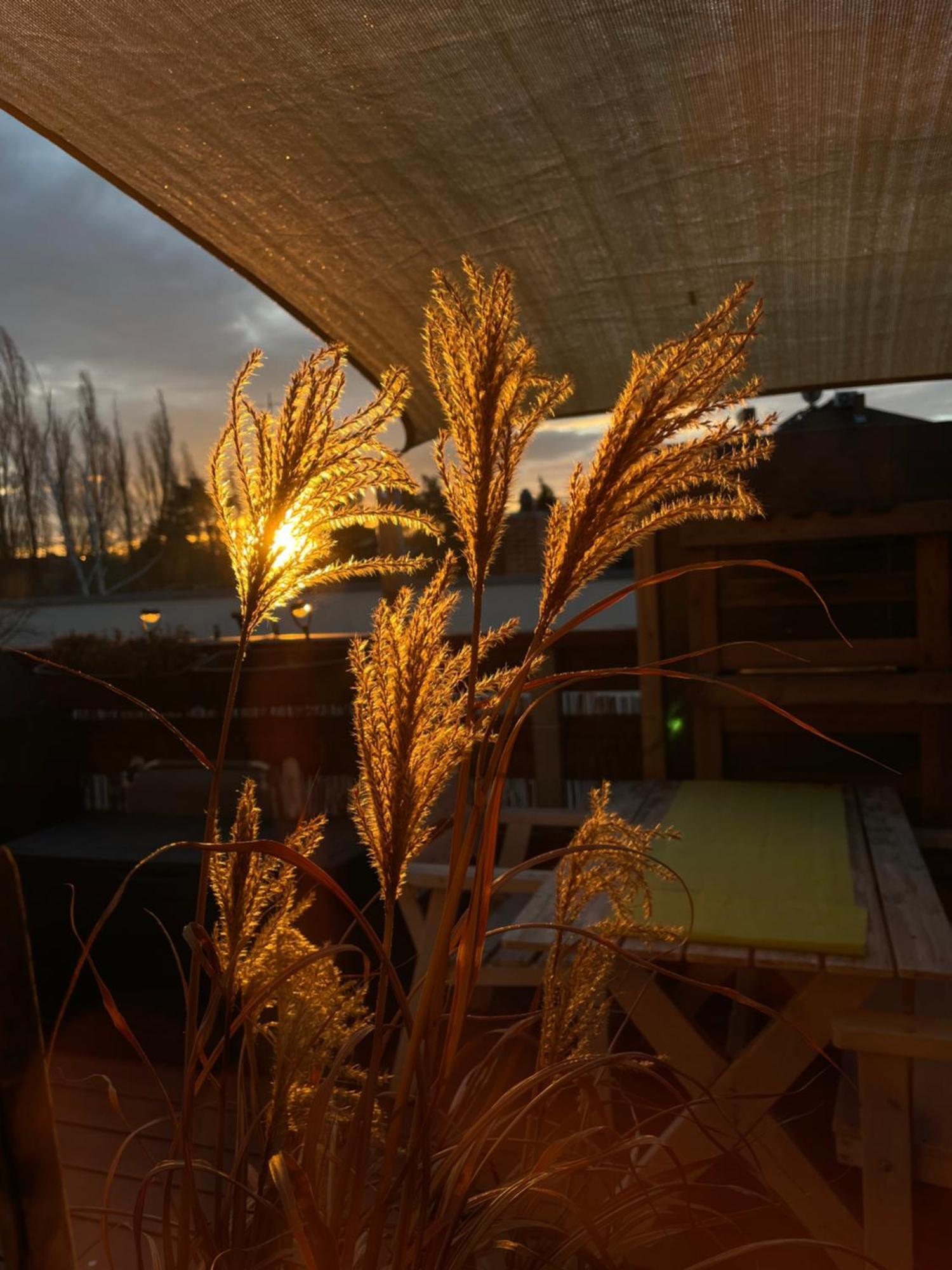 Bambus, Jungle, Dachterrasse & Bequem Bis Zentrum